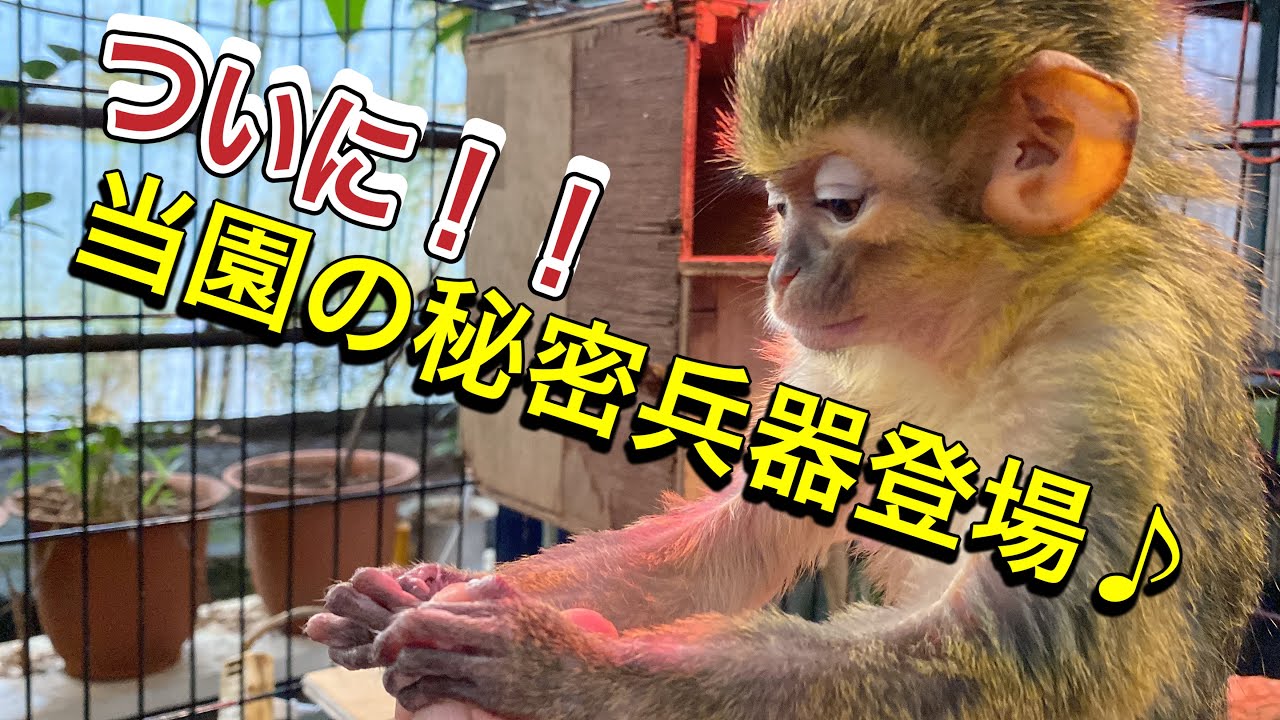 温存していた可愛いすぎる秘密兵器がついに登場です！！