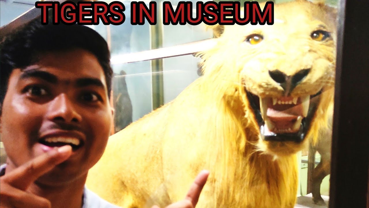 Natural animal history Museum, mumbai. | INDIA (chhatrapati shivaji maharaj vastu sangrahalay)