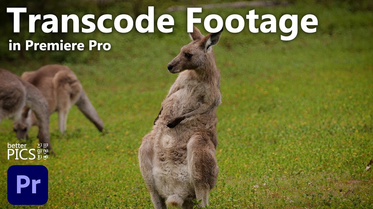 Транскодирование больших объемов видеоматериалов в Adobe Premiere Pro и Media Encoder | #Транскод...