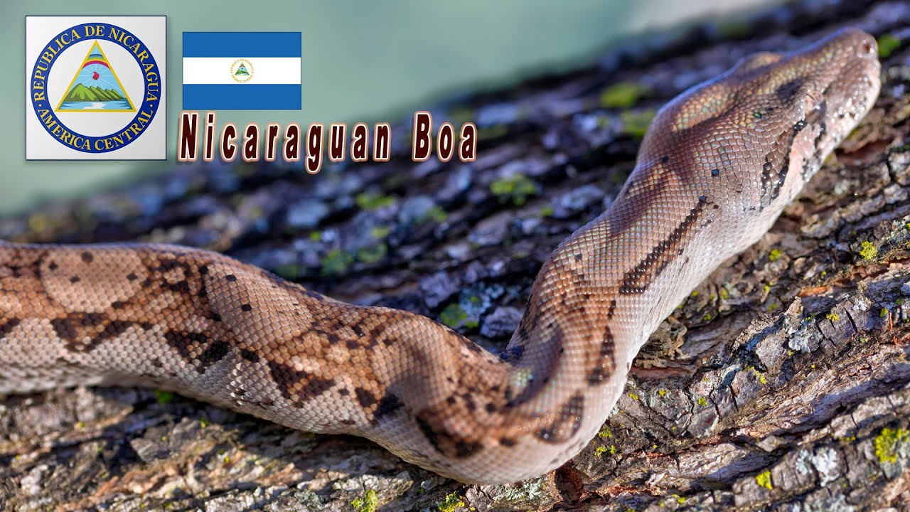 Owning a young Nicaraguan Boa...What is it like?