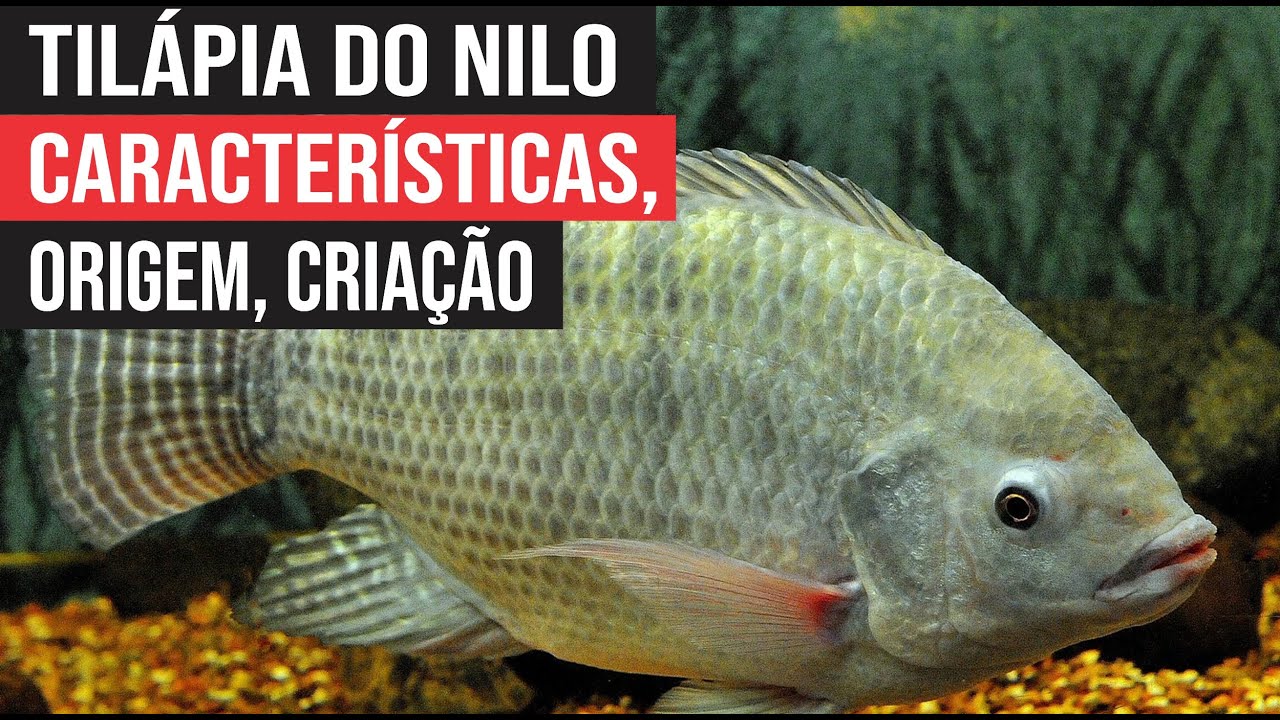 Til&aacute;pia do Nilo - Origem, Caracter&iacute;sticas - Cria&ccedil;&atilde;o na Aquaponia