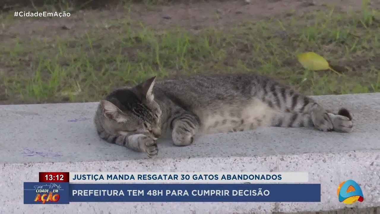 CIDADE EM AÇÃO- Justiça determina resgate de 30 gatos abandonados e dá 48h para cumprimento.