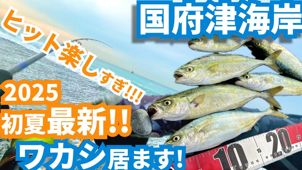 【5月】ワカシが降臨！西湘居ます!【中潮】in 国府津海岸 ｜#vlog #釣り初心者 #Rサーディン #Zeake #神奈川 #西湘 #海釣り #ブリ #ショアジギング #初夏