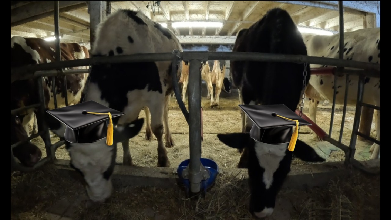 Cow Graduation Day
