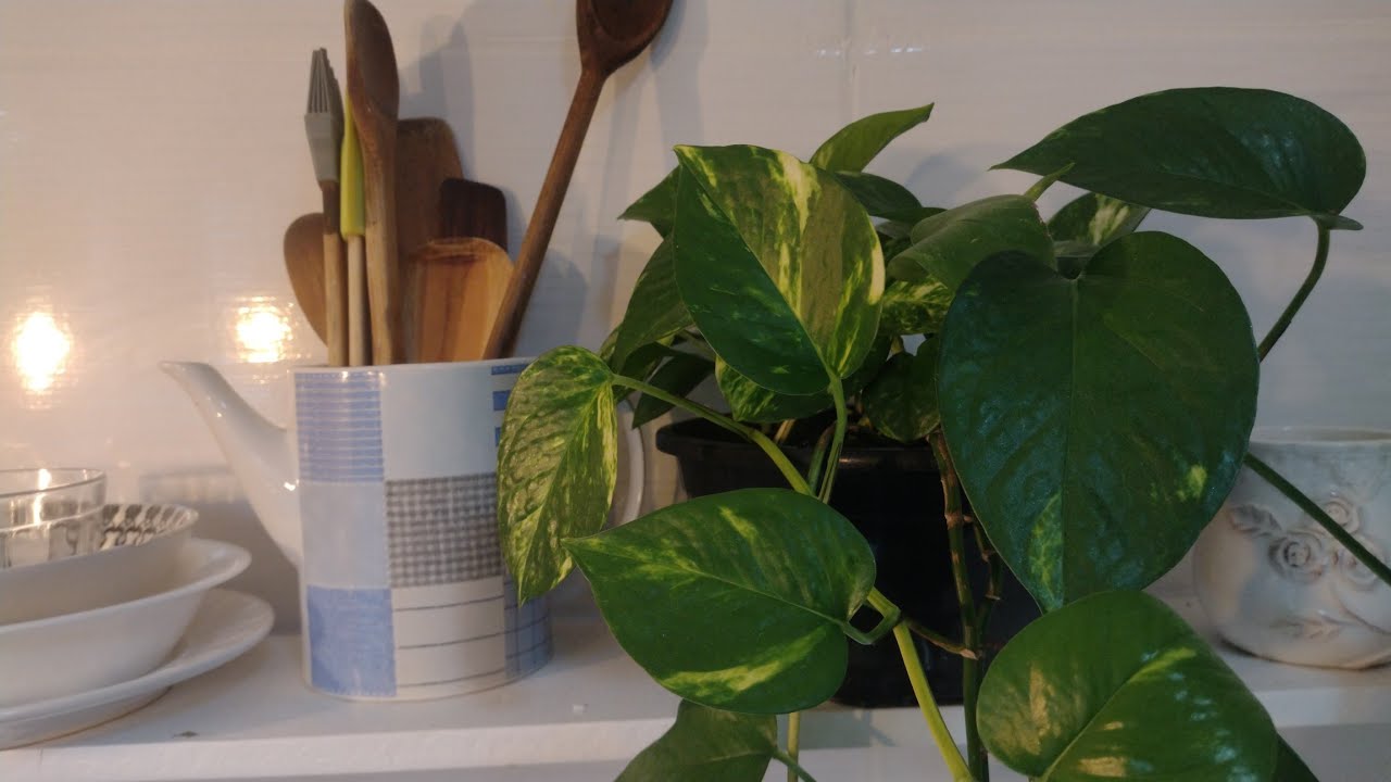 Decorando a cozinha. Luminária florida para dias nublados. A arte de viver uma vida simples
