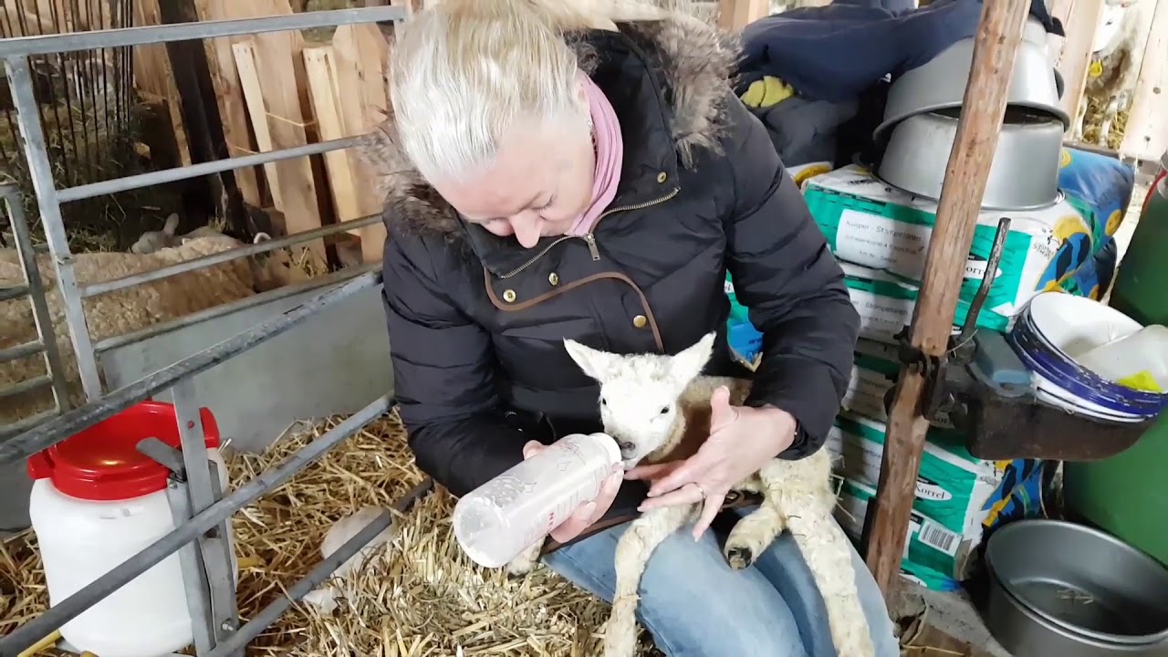 Lammetjes, deel 2