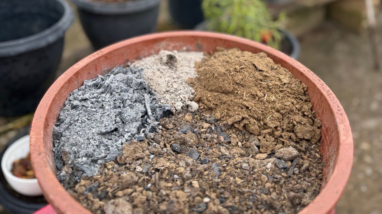  sua PIMENTEIRA vai tombar de tantos frutos com esse ADUBO 