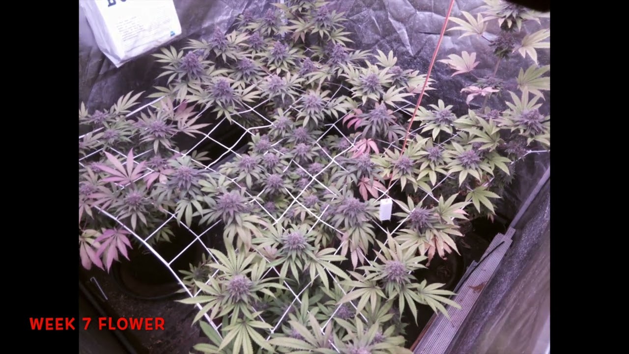 Week 7 flower Mimosa Evo X Orange Punch
