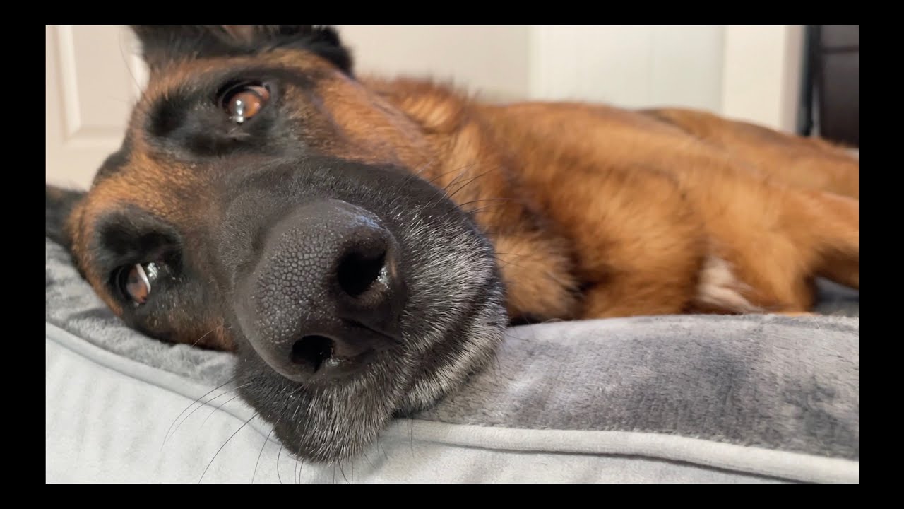German Shepherd Gets New Bed
