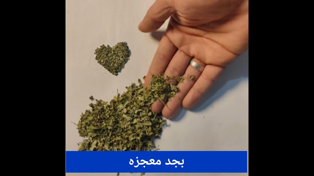 هل المورينجا تغني عن الفيتامينات والمحفزات - تعال شوف تأثيرهاع صحه وإنتاج طيور الزينه