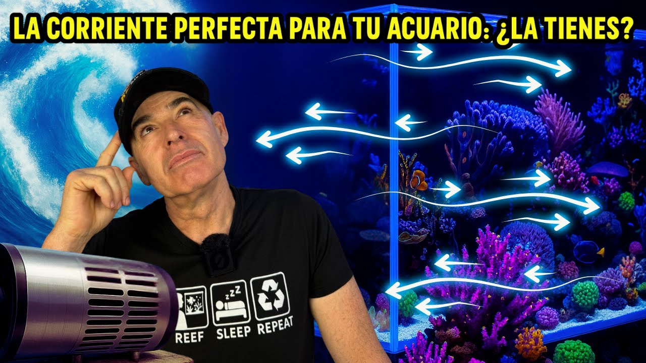La corriente perfecta para tu acuario: ¿la tienes? Y Los nuevos peces que acaban de llegar 😱🐡