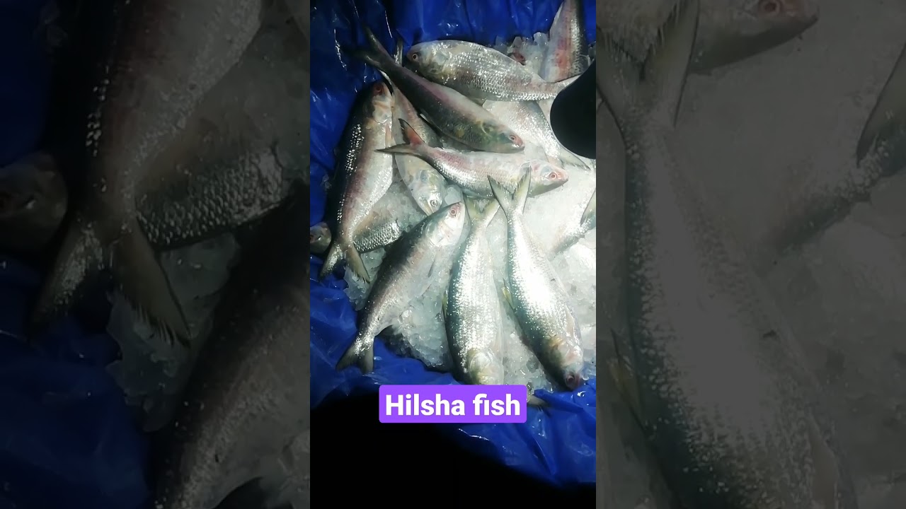 National fish of Bangladesh #shorts