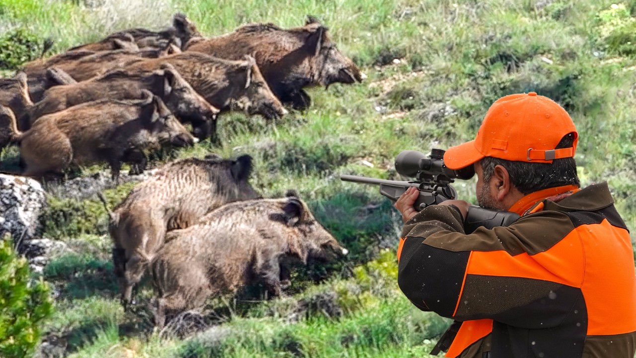 GIANT BOAR HUNTING IN FIELDS (Breathtaking Action)