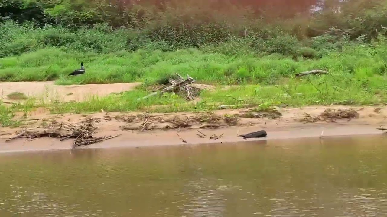 Navegar pelo rio branco em Rondônia #riobranco  