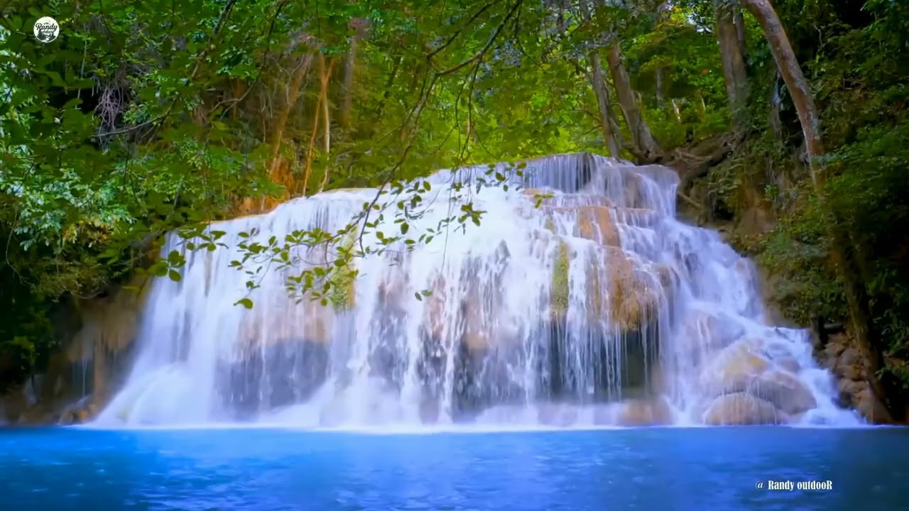 8K Nature water sounds relaxing singing birds in forest of Nature 77hrs relaxing
