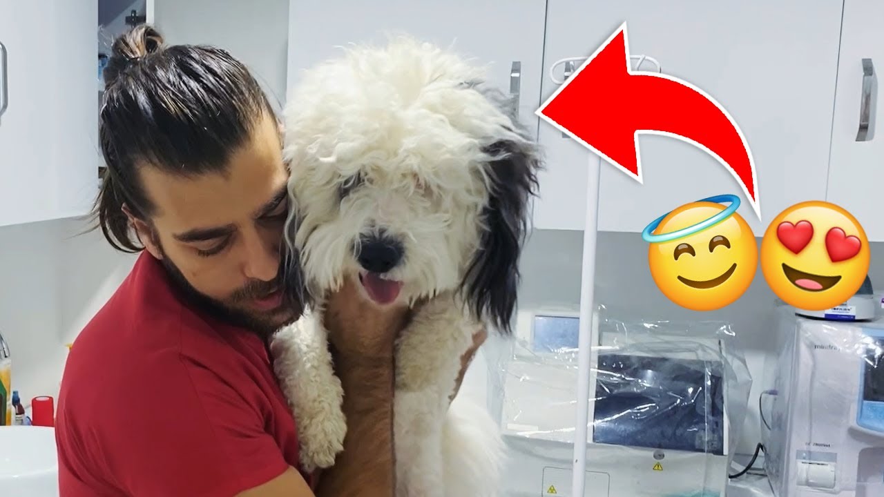 ÇOK GÜZEL! 😍Sevimli Köpek İğneye İtiraz Etti! #TheVet