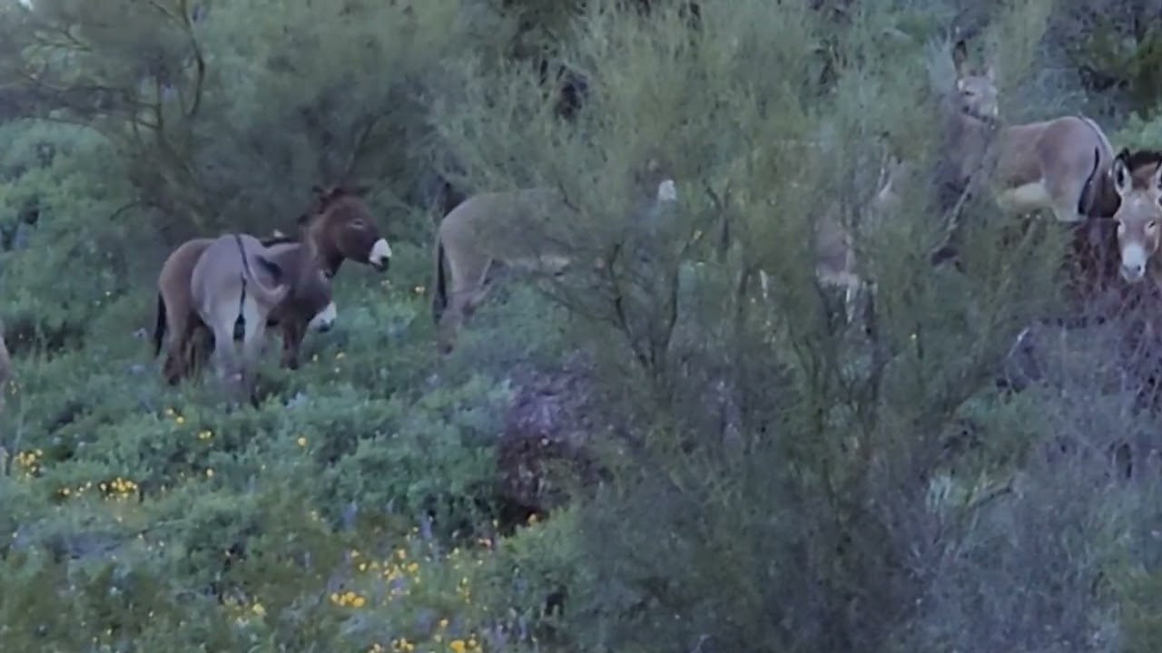 Wild Donkeys in Arizona Desert