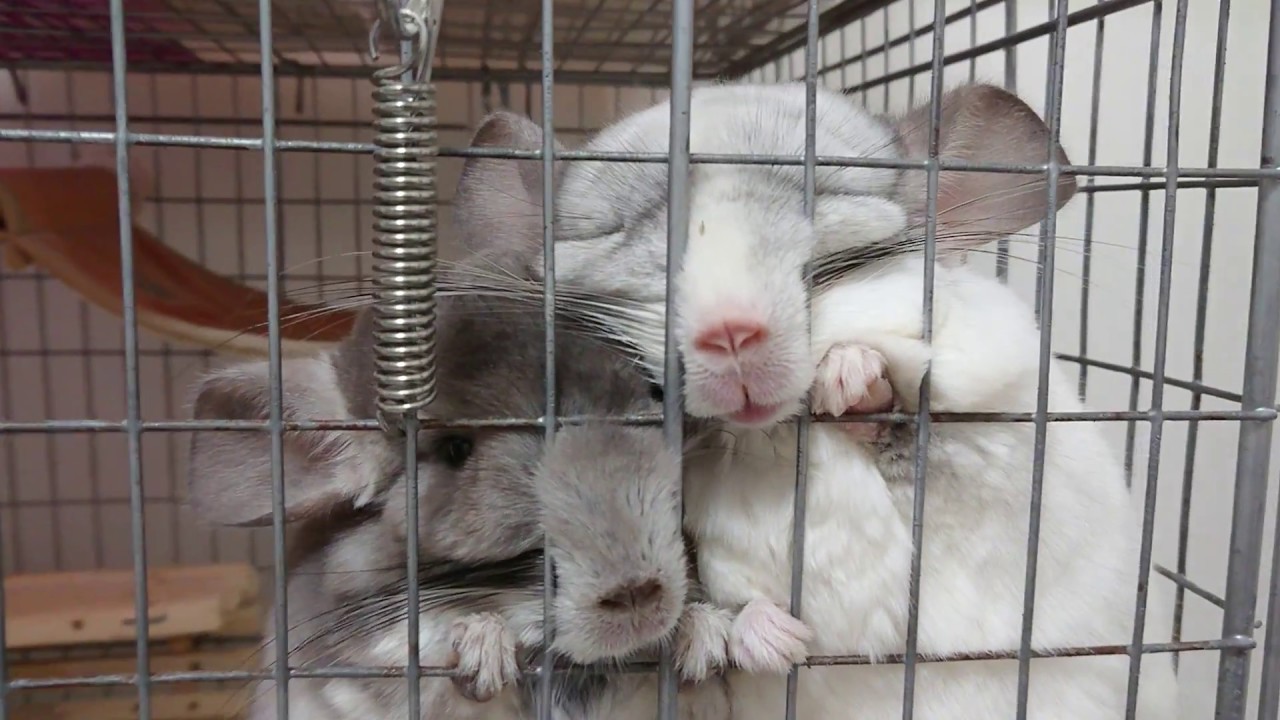 【チンチラ】待ちくたびれたチンチラ