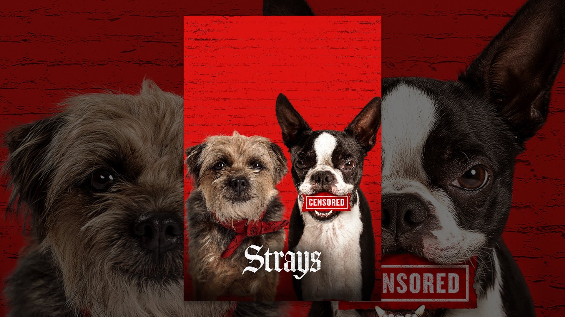 Strays