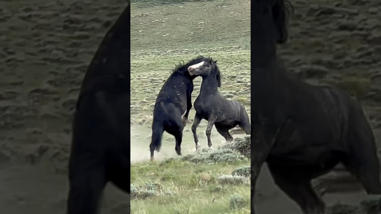 Wild stallions battle at Salt Wells Creek in Wyoming.