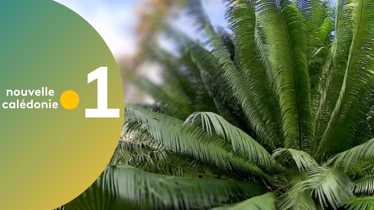 20/ Des racines et des plantes : le cycas du pacifique