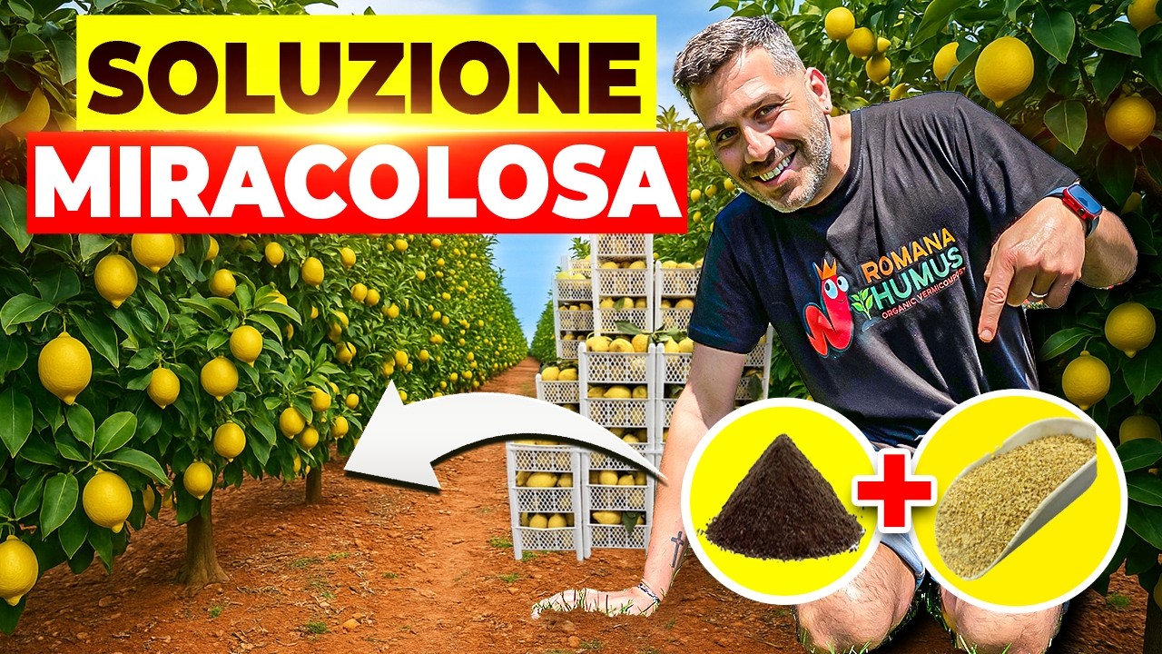 UNISCI QUESTI 2 INGREDIENTI E OTTERRAI LIMONI SUPER PRODUTTIVI !!!🍋📈💪
