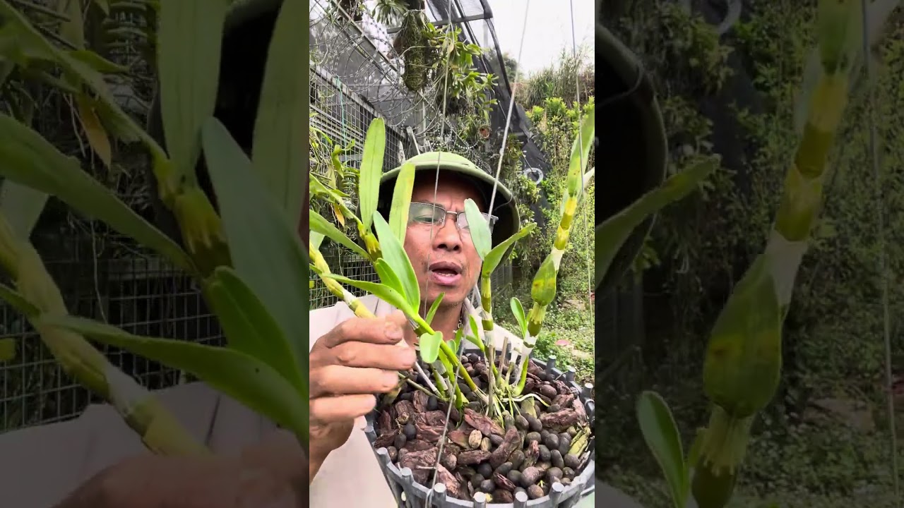 5/3 lan Tam bảo sắc lai châu dang nữ giá rẻ @867.239.149