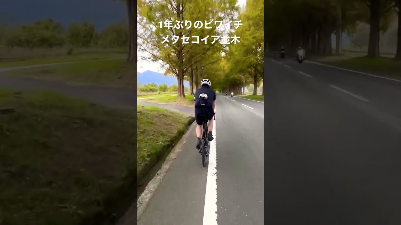 ビワイチ！メタセコイア並木 #shorts