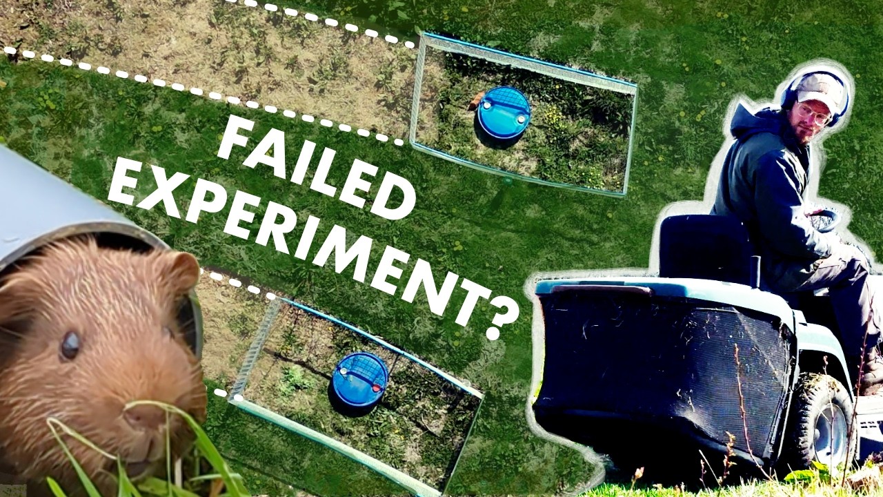 The Unexpected Problem With Guinea Pig Mowers