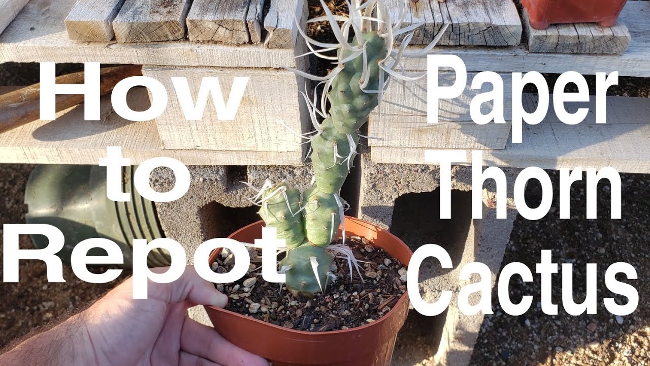 Replanting Paper Thorn Cactus - Tephrocactus articulata papyracantha Opuntia