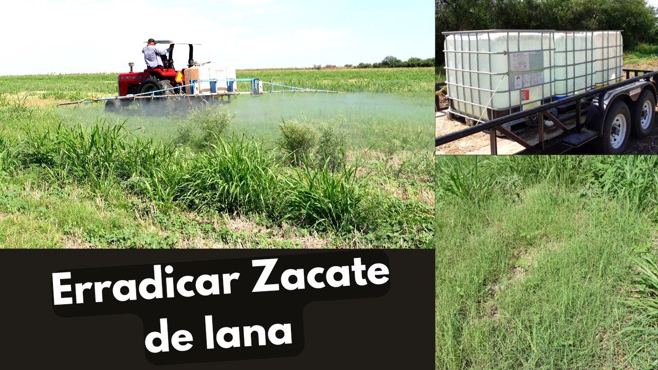 Erradicar el Zacate de raíz. Aplicación de Herbicida
