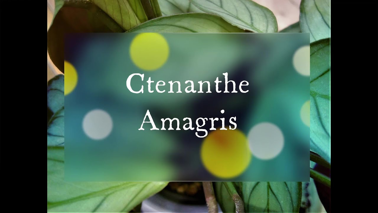 💚Ctenanthe Amagris - bestseller roślinny💥