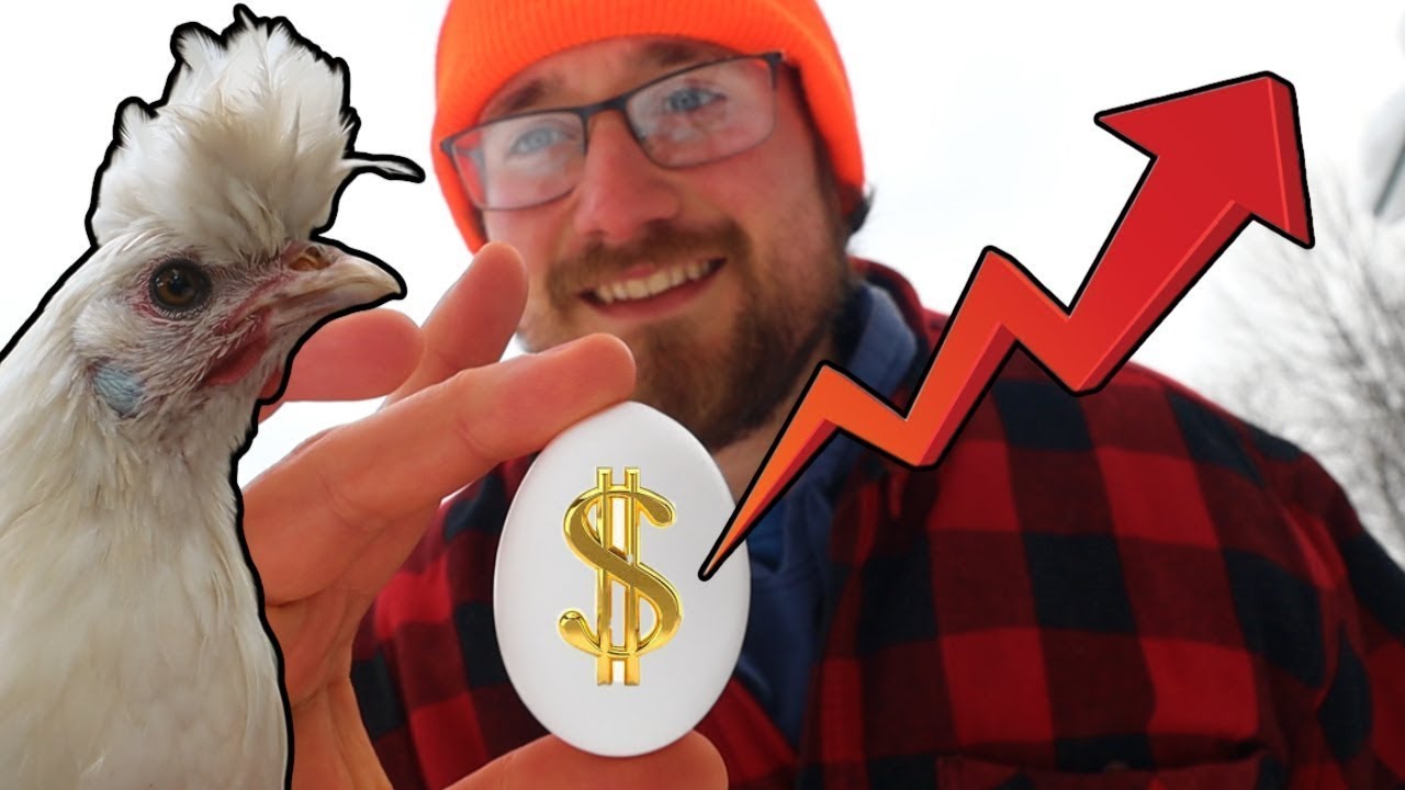 Can I Grow ALL my Chicken Feed In 2023?