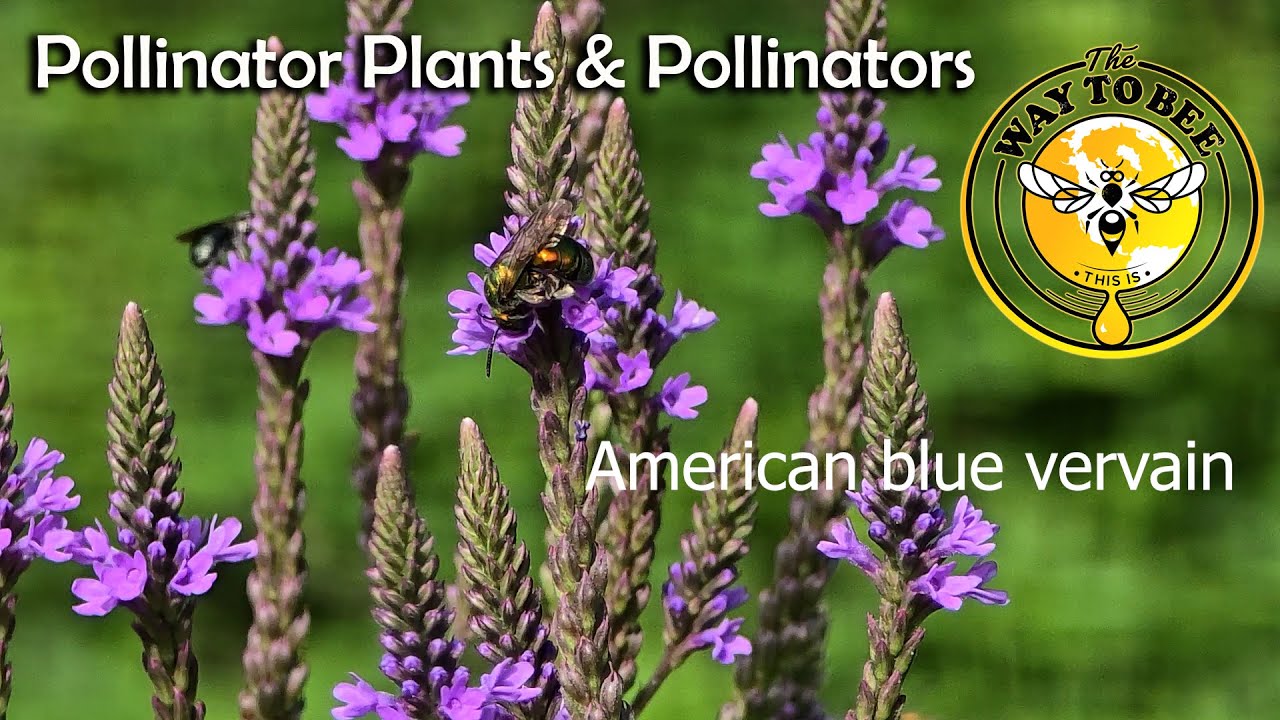 Pollinator Plants and Pollinators August 6th