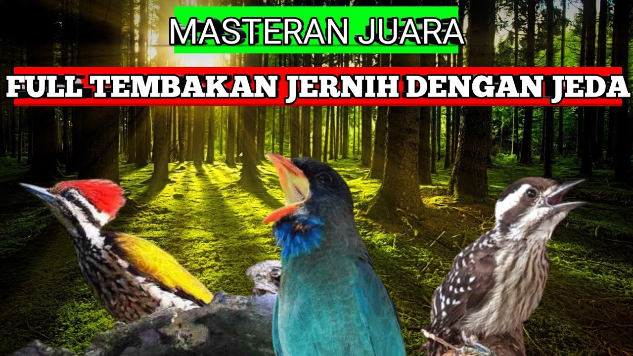 KOMBINASI TENGKEK BUTO PELATUK BAWANG & PELATUK BERAS UNTUK MASTERAN MURAI, KACER, CENDET, DLL