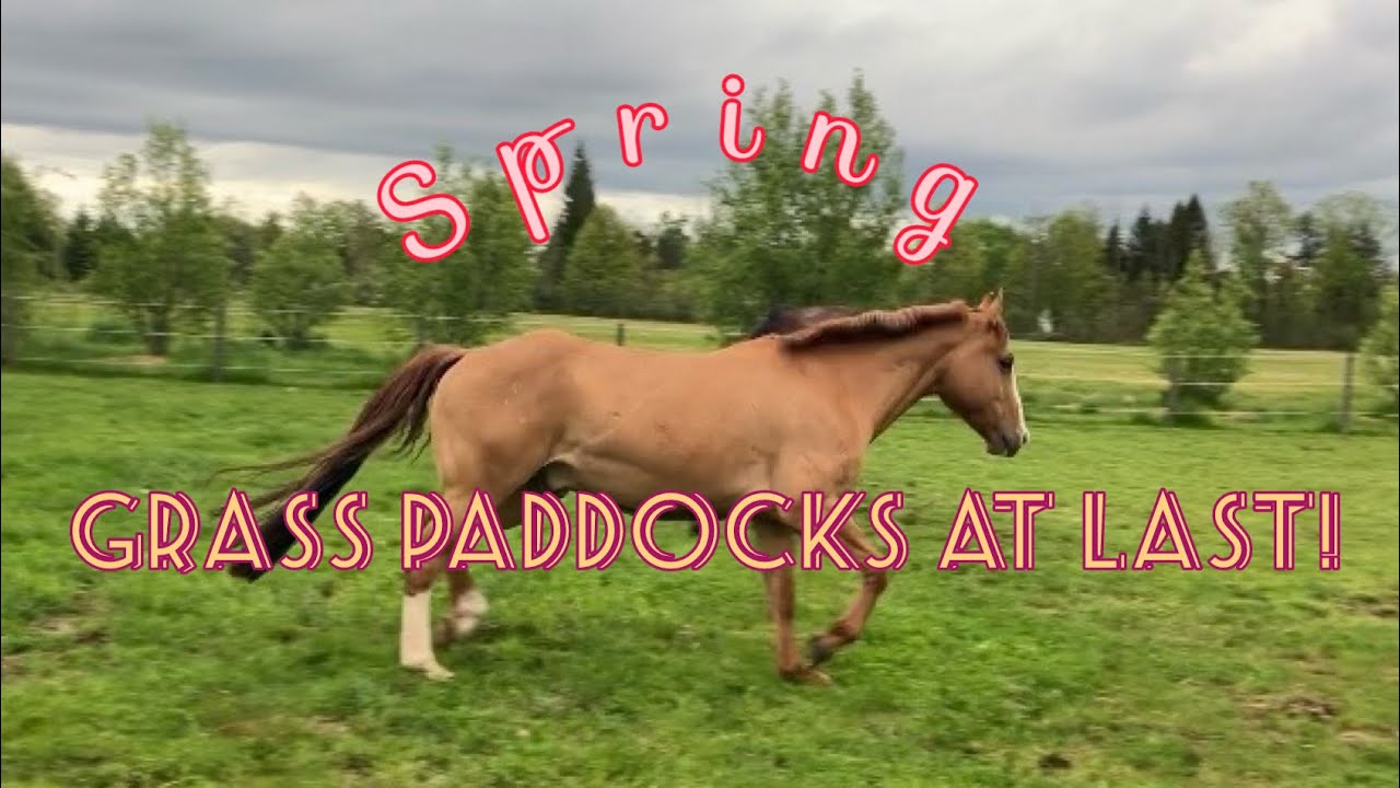 Horses love their lush GRASS paddock after a long winter in sacrifice paddock!
