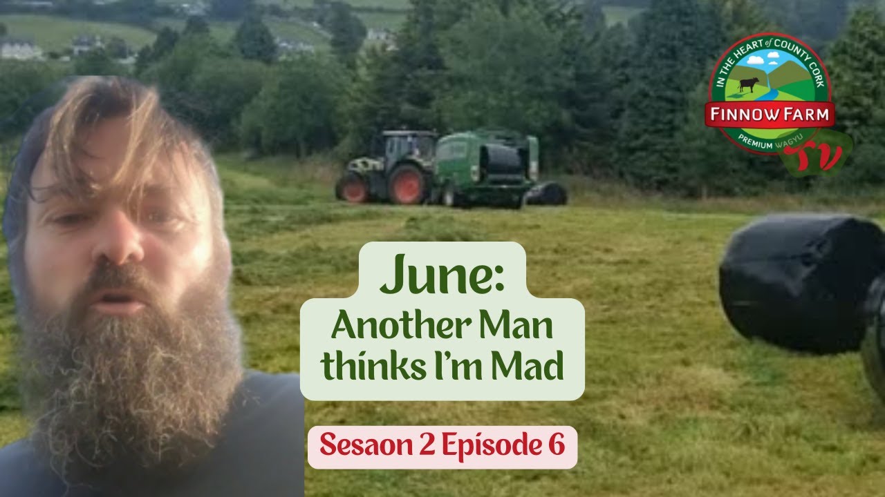 Another Man Thinks I'm Mad! S2 E6: June #wagyu #farm #finnowfarm #farming #farmlife #beef #japanese