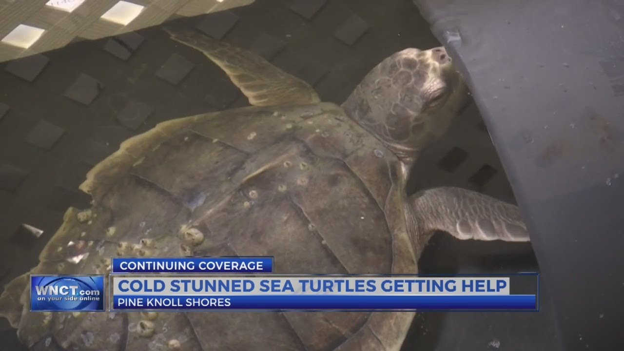 Cold-stunned sea turtles getting help