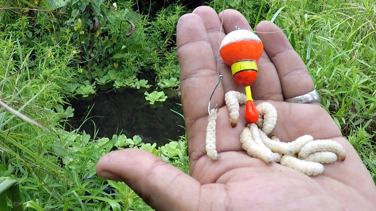 Ampuh..!!! Pakai Umpan Ini Banyak Dapat Ikan, Spot Mancing Ikan Betok Rawa