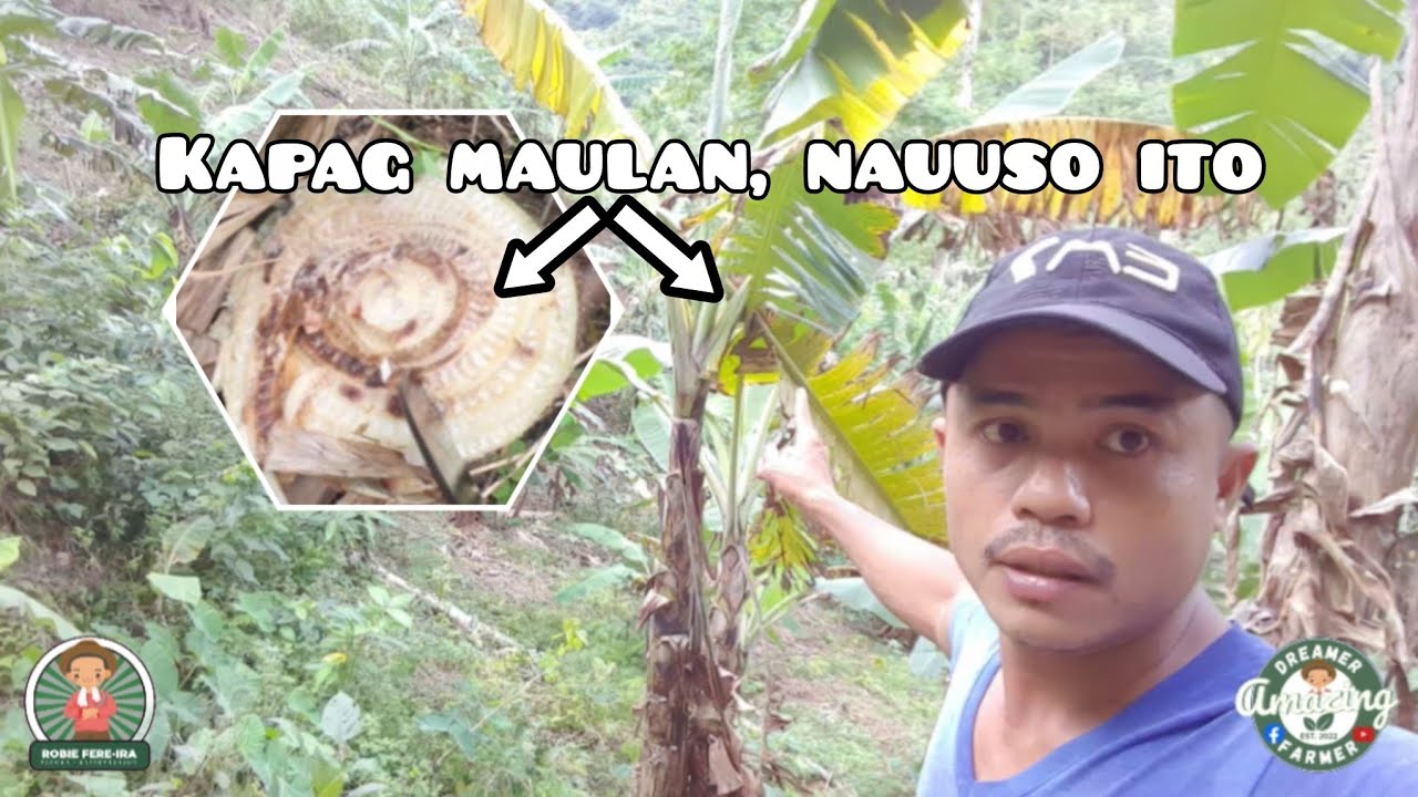 COMMON DISEASE SA SAGING TUWING PANAHON NG TAG-ULAN🌱🍌🦠 | Amazing Dreamer 