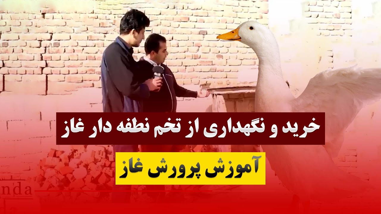 خرید و نگهداری تخم نطفه دار غاز و قوغاز زینتی | گزارش از آقای احمدیان پرورش دهنده برتر
