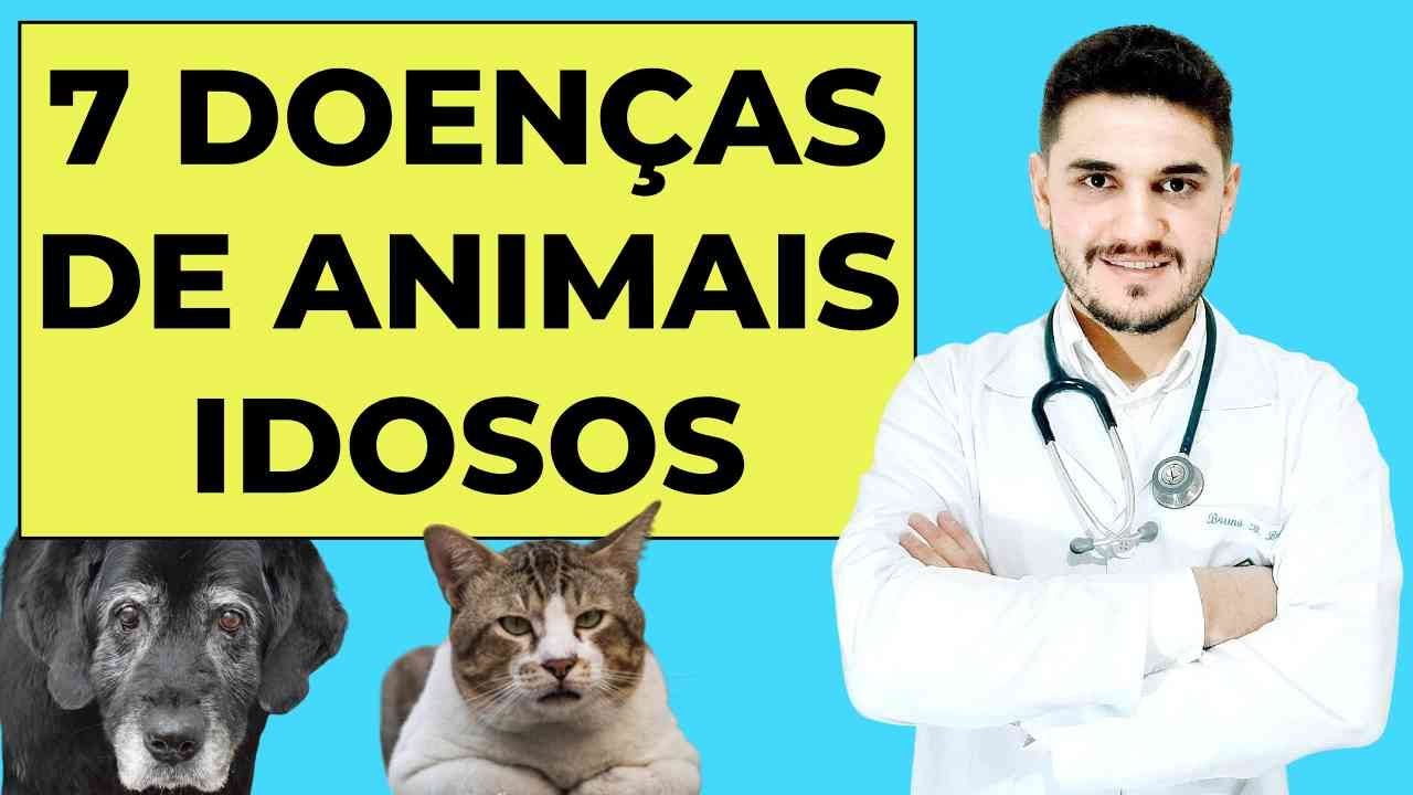 7 DOENÇAS DE CÃES E GATOS IDOSOS