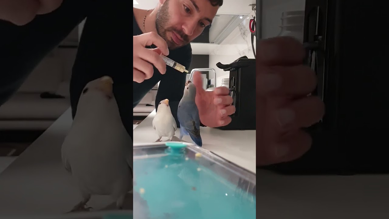 imbecco inseparabili allevati a mano