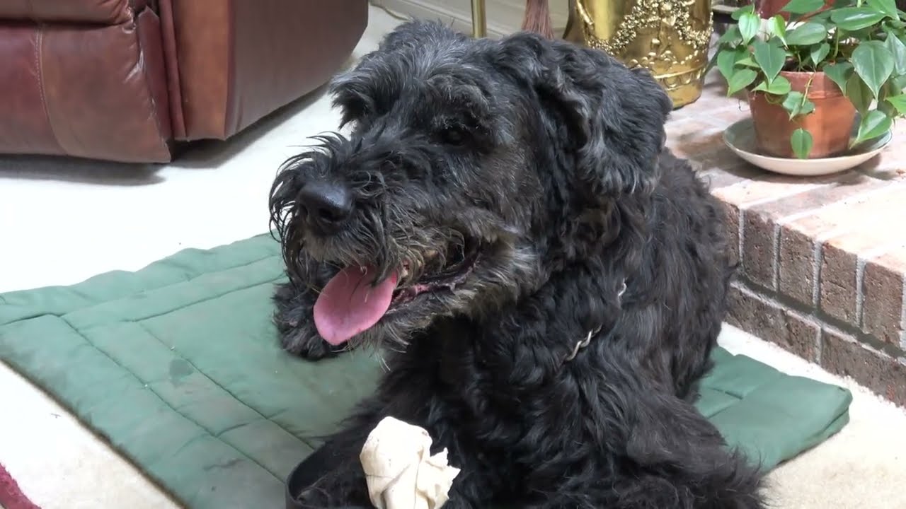 550 PSI  bite force on bone  Giant Schnauzer