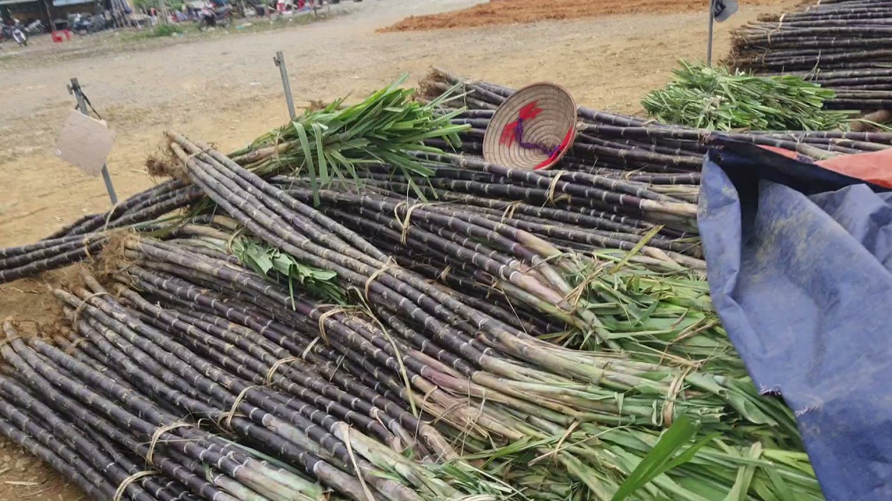 Khám phá chợ Mía to nhất miền Bắc tại, Yên Nghiệp,Lạc Sơn-Hòa Bình