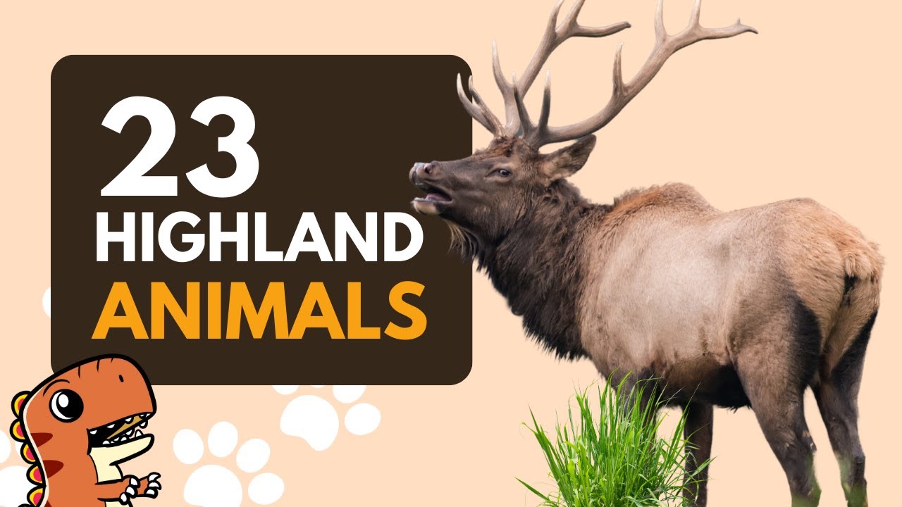 23 Highland Animal Names for Kids to Learn - Educational Video