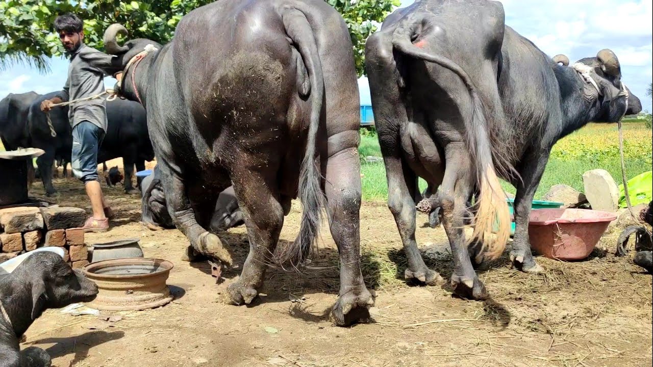 भारत का एकमात्र सबसे सस्ता डेयरी फार्म जो गारंटी से मुर्रा भैंस दे रहा है | buffalo dairy farm India
