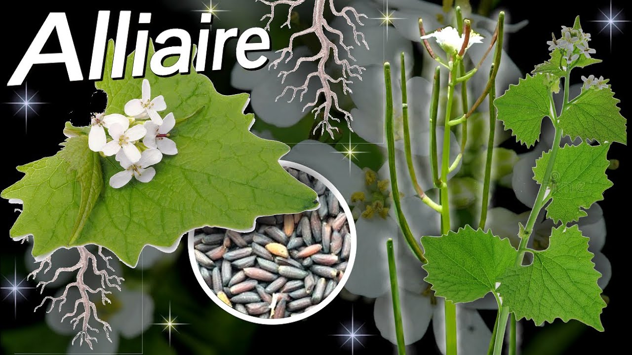 Comment reconnaître l'Alliaire ?