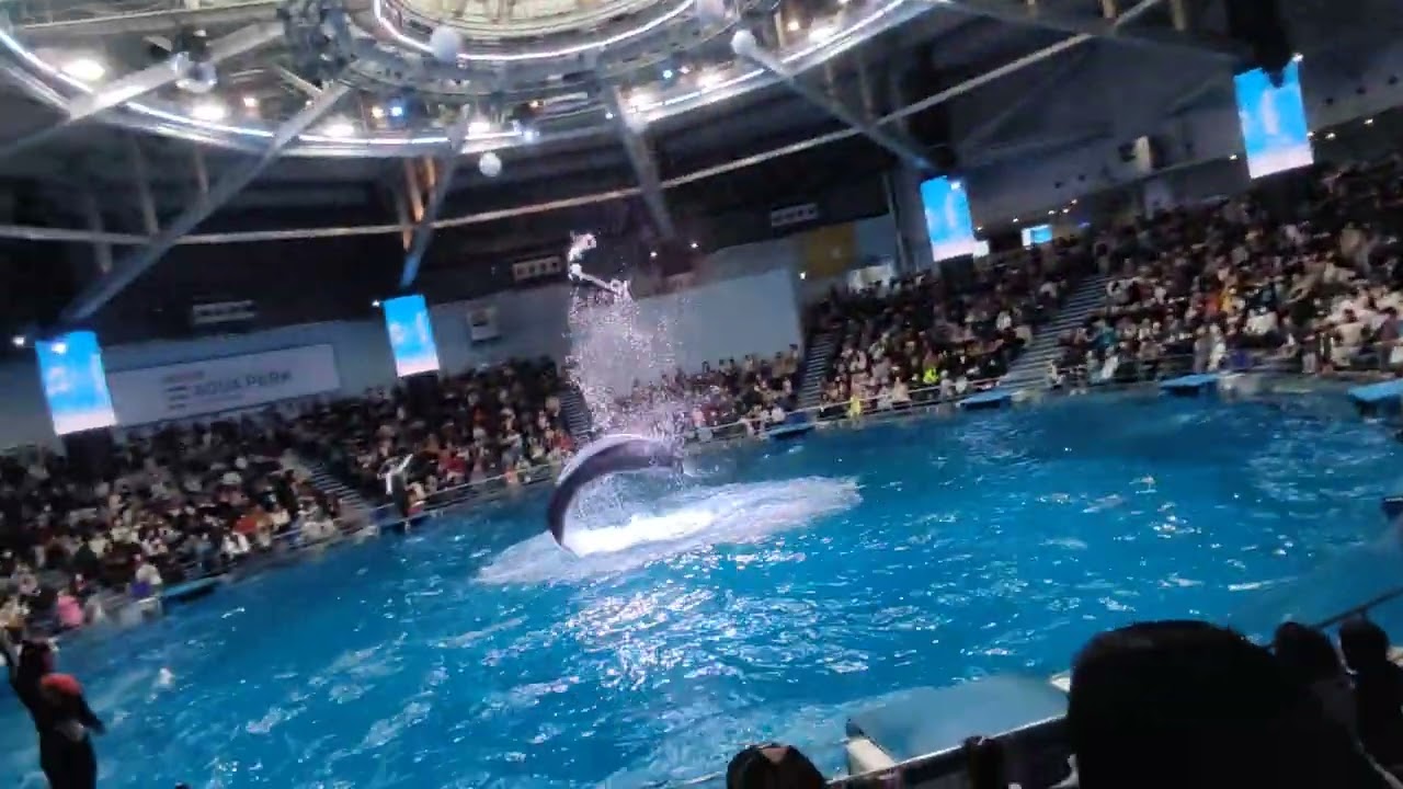 Maxell Aqua Park Dolphin 🐬 performance