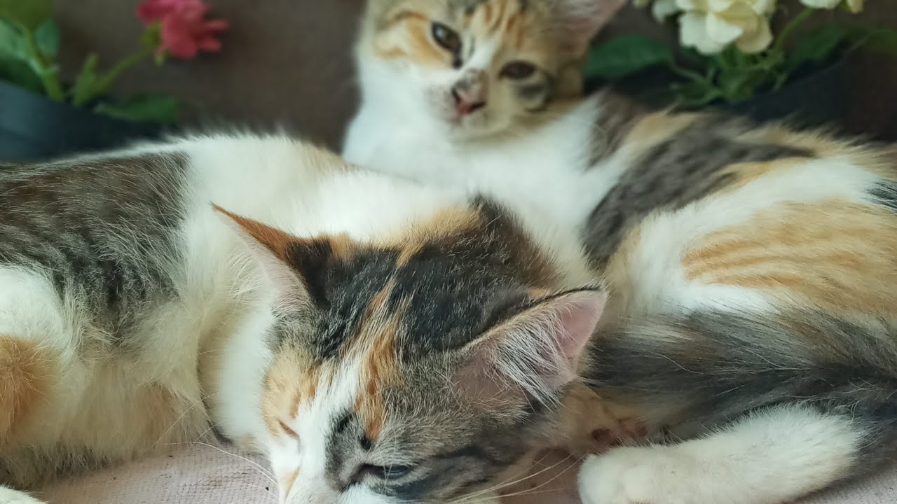 Time Machine Cats !!!! Longest Daily Cat's Story